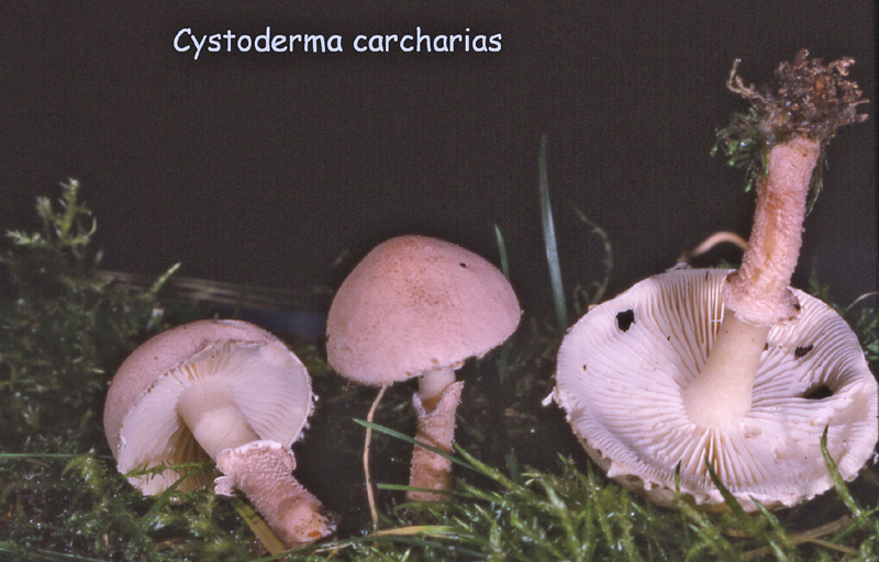 Cystoderma carcharias-amf745.jpg - Cystoderma carcharias ; Syn1: Lepiota carcharias ; Syn2: Armillaria carcharias ; Nom français: Cystoderme dents-de-requin